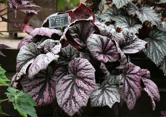 B. ‘Zansetsu’